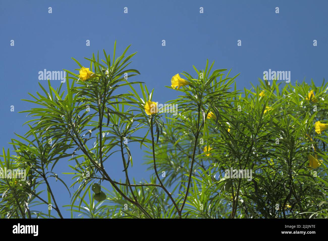 Gelber Oleander (Thevetia peruviana) bei Boma Ng`ombe, Tansania Stockfoto